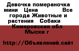 Девочка помераночка мини › Цена ­ 50 000 - Все города Животные и растения » Собаки   . Кемеровская обл.,Мыски г.